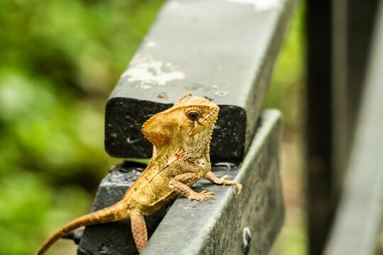 Green basilisk lizard resting on railing in Costa Rica