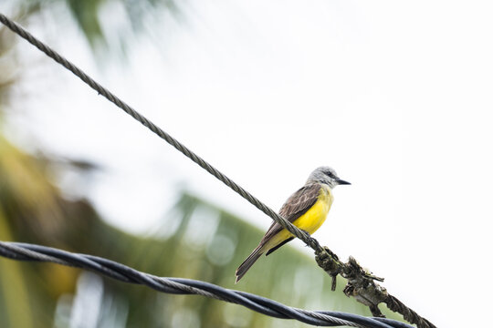 Tropical kingbird perched on wire in Costa Rica