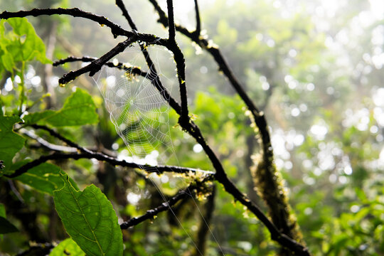 Spider web on tropical rainforest branch in Costa Rica