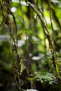 Spider web in tropical rainforest of Costa Rica