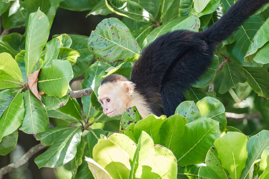 White-faced capuchin monkey in Costa rican rainforest