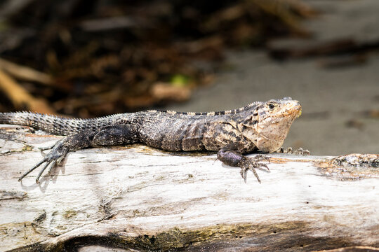 Wild tropical lizard resting on log in Costa Rica