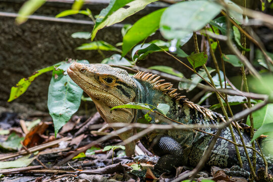 Wild tropical iguana in Costa Rica rainforest habitat