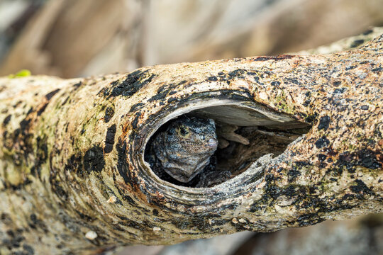 Wild tropical lizard hiding inside a hollow tree in Costa Rica