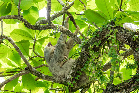 Wild sloth resting in tropical Costa Rica rainforest