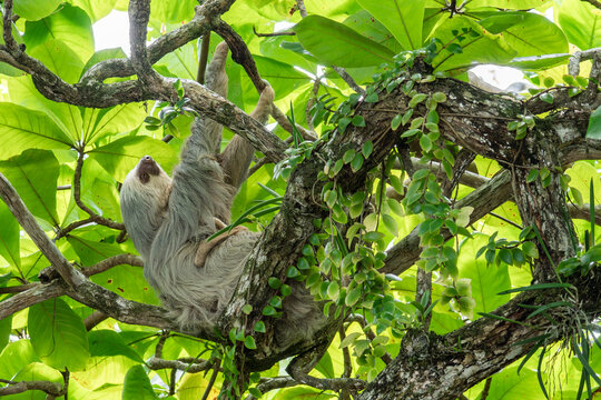 Tropical sloth resting in a Costa Rican rainforest tree