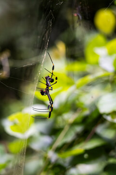Tropical spider on web in Costa Rica rainforest