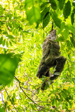 Brown-throated three-toed sloth in Costa Rica rainforest