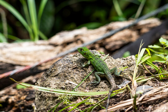 Green tropical lizard resting on rock in Costa Rica