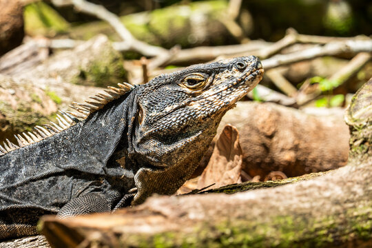 Wild tropical iguana resting in Costa Rica forest