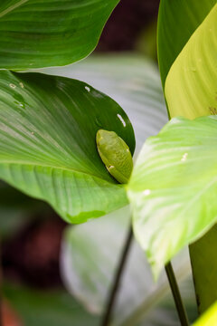 Green tree frog resting on tropical leaf in Costa Rica