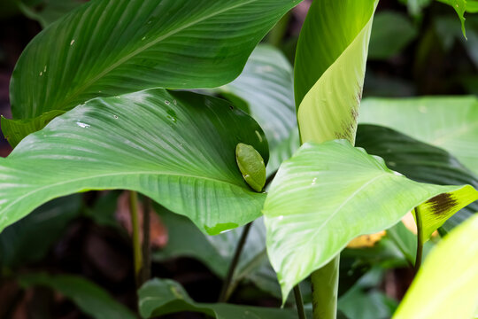 Green tree frog hiding among tropical leaves in Costa Rica