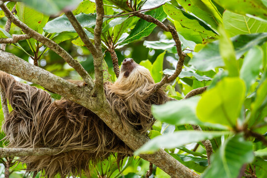 Brown-throated three-toed sloth in Costa Rica rainforest