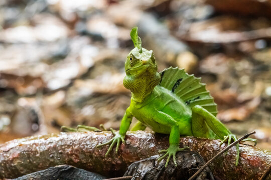Green basilisk lizard on rainforest branch in Costa Rica