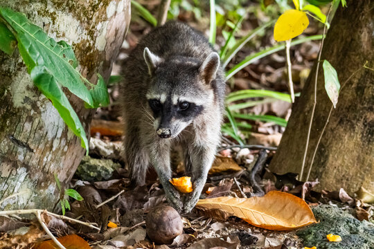 Wild raccoon forage on tropical forest floor in Costa Rica