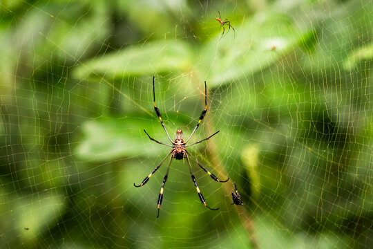 Tropical orb-weaver spider on web in Costa Rica