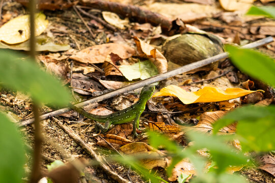 Green basilisk lizard on tropical forest floor in Costa Rica