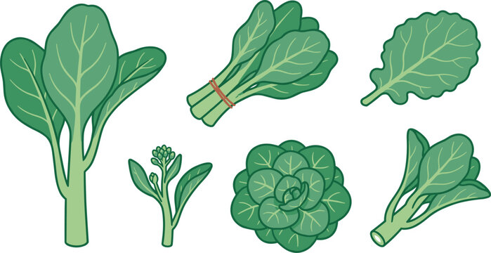 Fresh Green Leafy Vegetables Vector Set Featuring Spinach, Kale, Bok Choy, Cabbage, and Broccoli Rabe for Healthy Organic Food Diet Designs