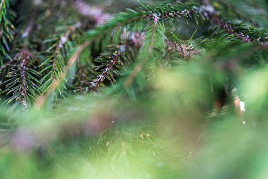 Soft focus Christmas background with evergreen spruce branches and glowing festive lights, creating a dreamy green bokeh atmosphere with natural textures and copy space for holiday greetings. 
