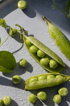 Fresh green pea pod with ripe garden peas