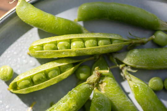 Fresh green pea pod with ripe peas and water droplets