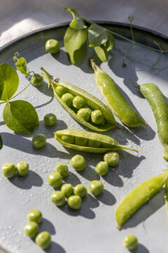 Fresh green pea pods and loose peas on metal tray