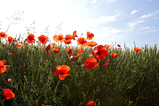 Red poppy flower meadow beneath a bright summer sky