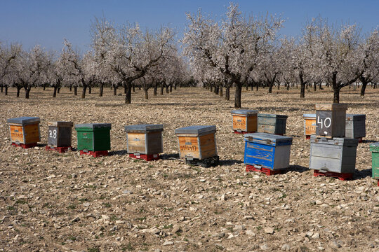 Apiary among blooming almond trees in Lleida, Spain