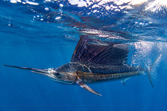 A sailfish swimming swiftly just below the ocean surface, sunlight glinting on its body.