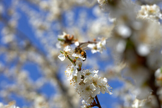 Honeybee pollinate plum blossom in Lleida, Spain