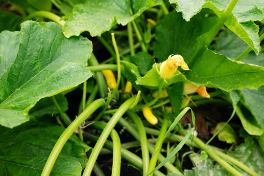 Yellow zucchini flower surrounded by large green leaves and stems on a squash plant growing in a home vegetable garden during summer.
