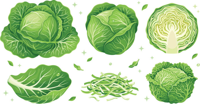 Green Cabbage Collection with Whole Cabbage Cut Cabbage Savoy Cabbage Shredded Leaves and Fresh Vegetable Vector Illustration Set