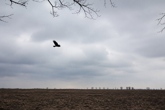 Black crow flying over empty plowed field under overcast sky, omen and augury concept