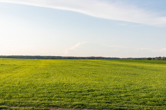 Green cereal field beneath a bright summer sky