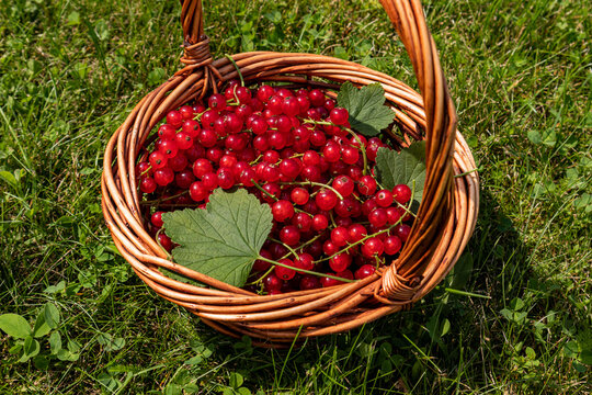 Ripe redcurrant harvest in wicker basket on green grass