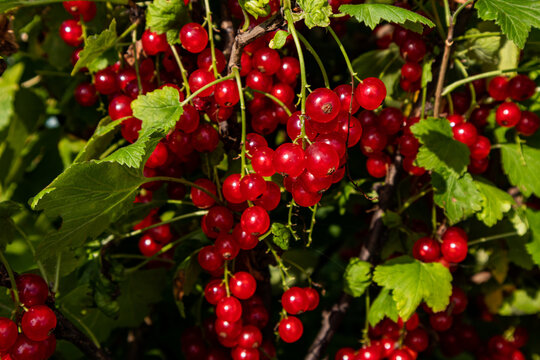 Ripe redcurrant berry clusters on a garden bush