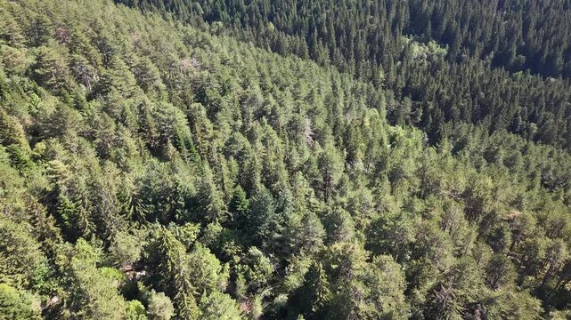 Aerial View of Dense Evergreen Pine Forest on Igman Mountain