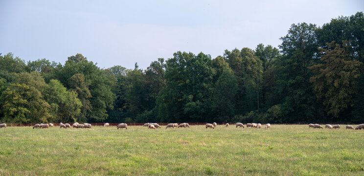 Eine Schafherde auf einer trockenen Wiese