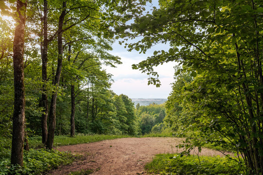 Sunlit forest trail opening toward a distant valley