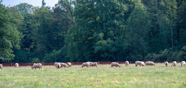 Eine Schafherde auf einer trockenen Wiese