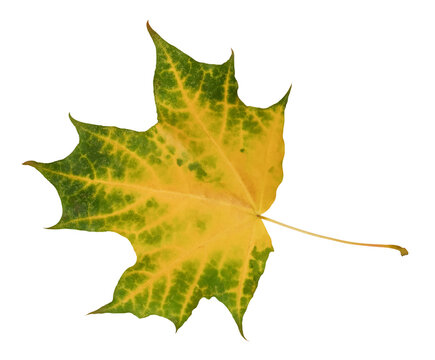 green and yellow maple leaf