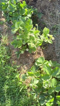 Vibrant green foliage of lush plants growing naturally in a garden setting, showcasing fresh growth and abundant life, perfect for gardening inspiration or natural beauty themes