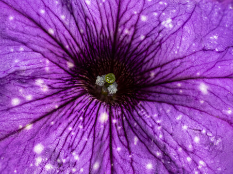 Night Sky Petunia flower macro with luminous white speckles