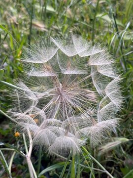 Delicate dandelion seed head with airy white filaments