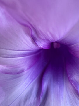 Abstract macro view of purple flower petals and center