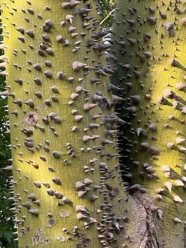 Thorn-covered silk floss tree trunk and branch texture