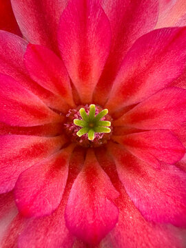 Close-up of vibrant pink flower petals and green center