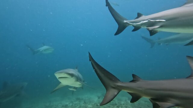Bull sharks are navigating the clear blue waters of the ocean, a powerful predator group exploring their marine environment near the seafloor