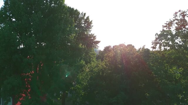 Partial Eclipse Crescent Sun Lens Flare Through Trees