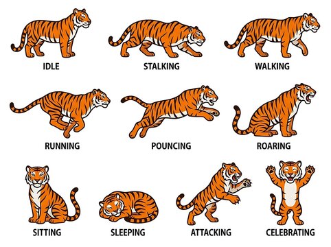 Vector tiger animation poses set for game design, wildlife motion illustration cycle